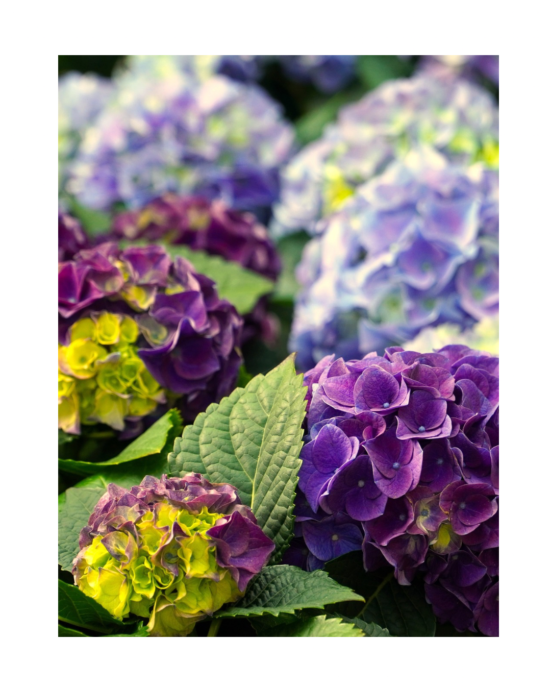 Le NUAGE de Normandie-Hortensias