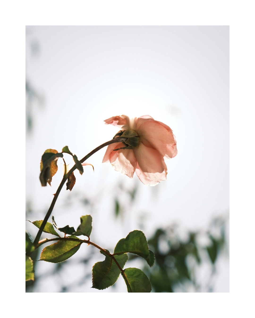 Le NUAGE de Normandie -Beige rosé